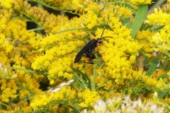 Ceropales bipunctata