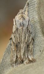 Lithophane leautieri