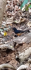 Copsychus malabaricus