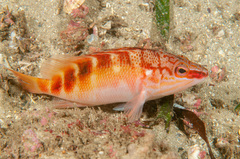 Hypoplectrodes maccullochi