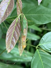 Homoeocerus graminis