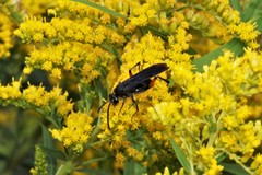 Ceropales bipunctata