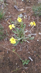 Goodenia willisiana