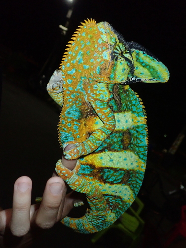 Veiled Chameleon, Taiwan, photo 9 of 10