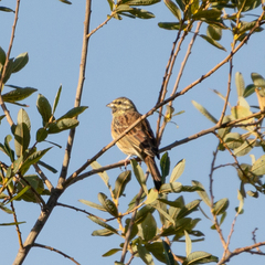 Emberiza cirlus