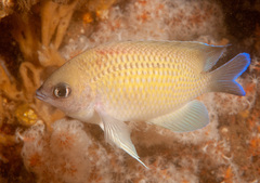 Mecaenichthys immaculatus