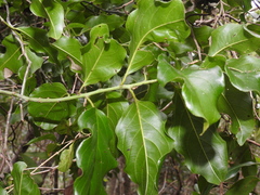 Ventilago pubiflora