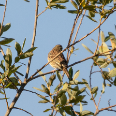 Emberiza cirlus
