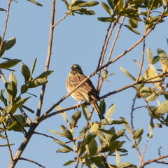 Emberiza cirlus