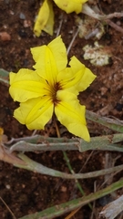 Goodenia willisiana