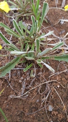 Goodenia willisiana