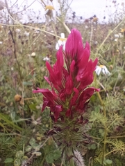 Trifolium incarnatum