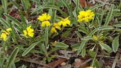 Goodenia willisiana