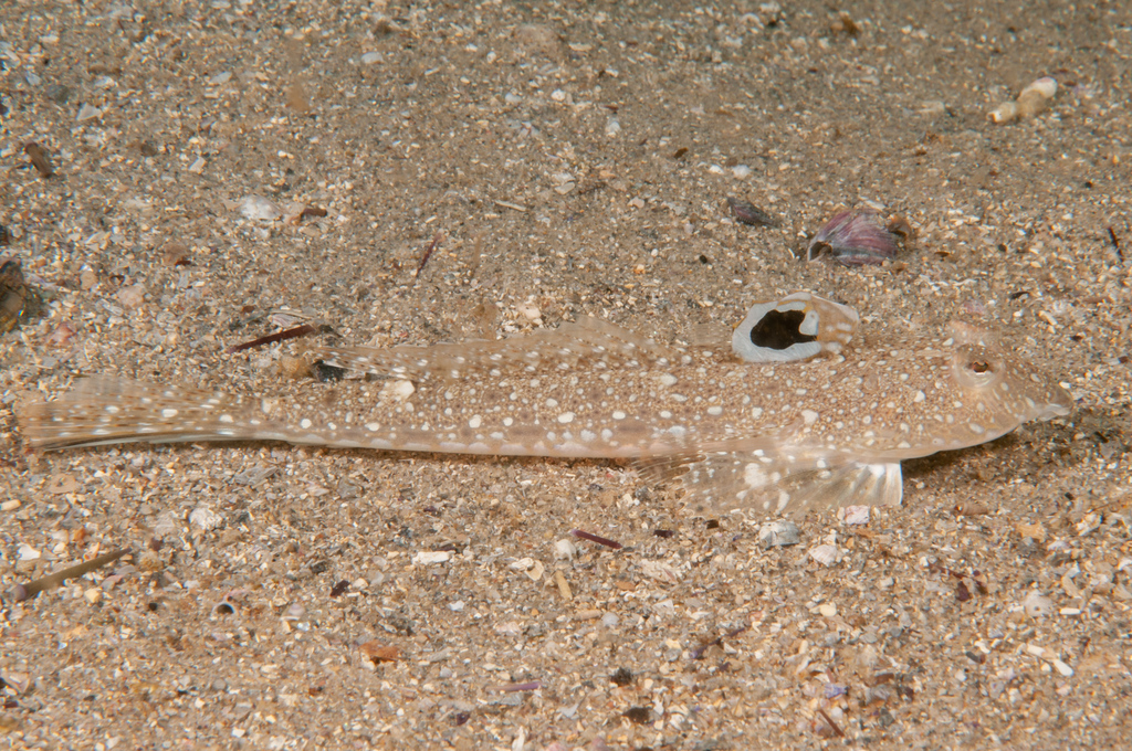 Sand dragonet (Repomucenus calcaratus) — Callionymidae