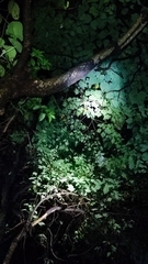 Chamaeleo calyptratus