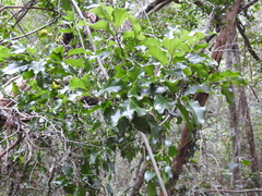 Ventilago pubiflora