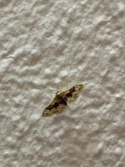 Idaea gemmata