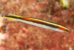 Trachinops taeniatus