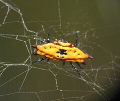 Gasteracantha quadrispinosa