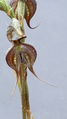 Pterostylis lepida