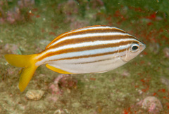 Atypichthys strigatus