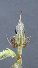 Pterostylis lepida
