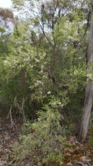 Melaleuca lanceolata