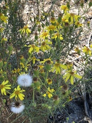 Senecio flaccidus