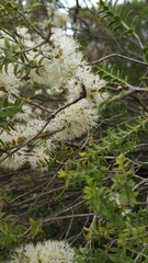 Melaleuca lanceolata