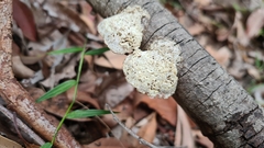 Laetiporus portentosus
