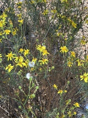 Senecio flaccidus