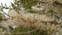 Melaleuca lanceolata