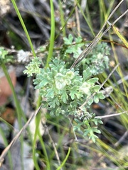 Actinotus helianthi
