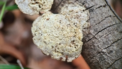 Laetiporus portentosus