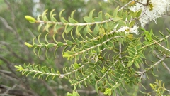 Melaleuca lanceolata