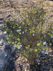 Senecio flaccidus