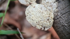 Laetiporus portentosus