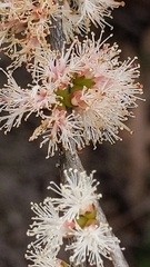 Melaleuca lanceolata