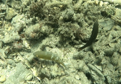 Scarus ghobban