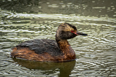 Podiceps auritus