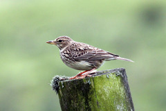 Galerida magnirostris