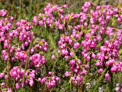 Erica irregularis