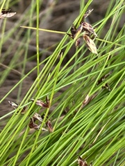 Ficinia fascicularis