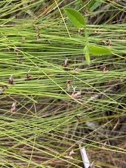 Ficinia fascicularis