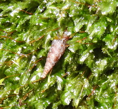 Clausiliinae