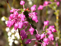 Erica irregularis