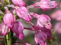 Erica irregularis