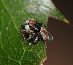 Maratus volans