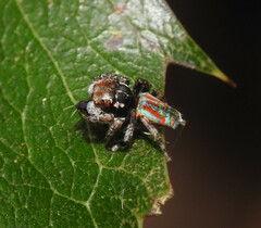 Maratus volans