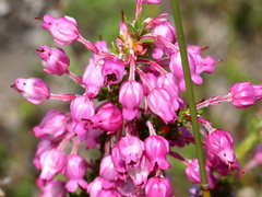 Erica irregularis